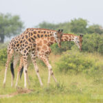 8-Day Uganda Tour