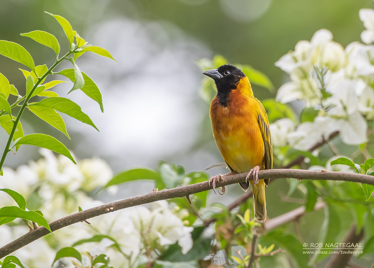 Rwanda Bird-Watching Safaris