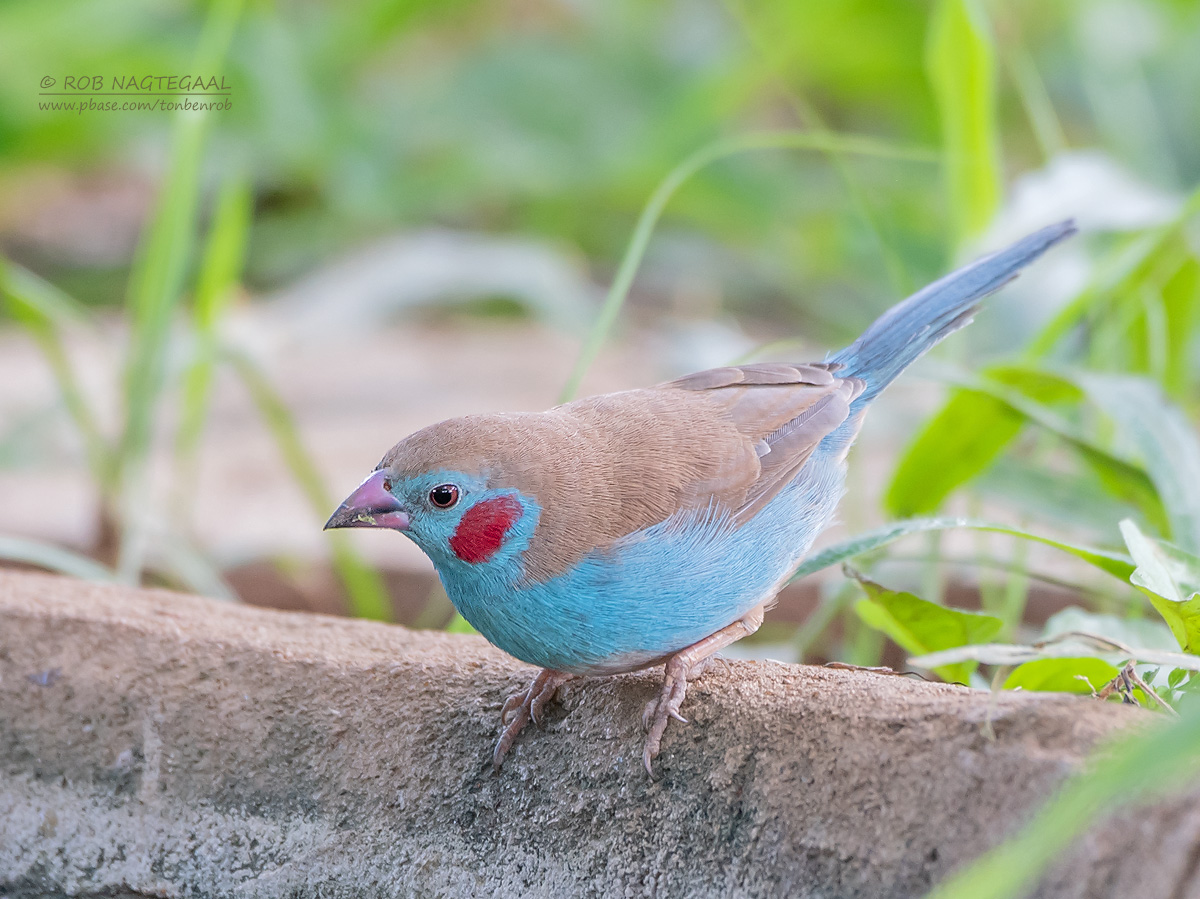 Rwanda Birding