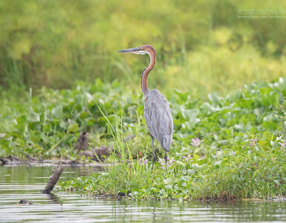 14-Day Uganda Birding Safari