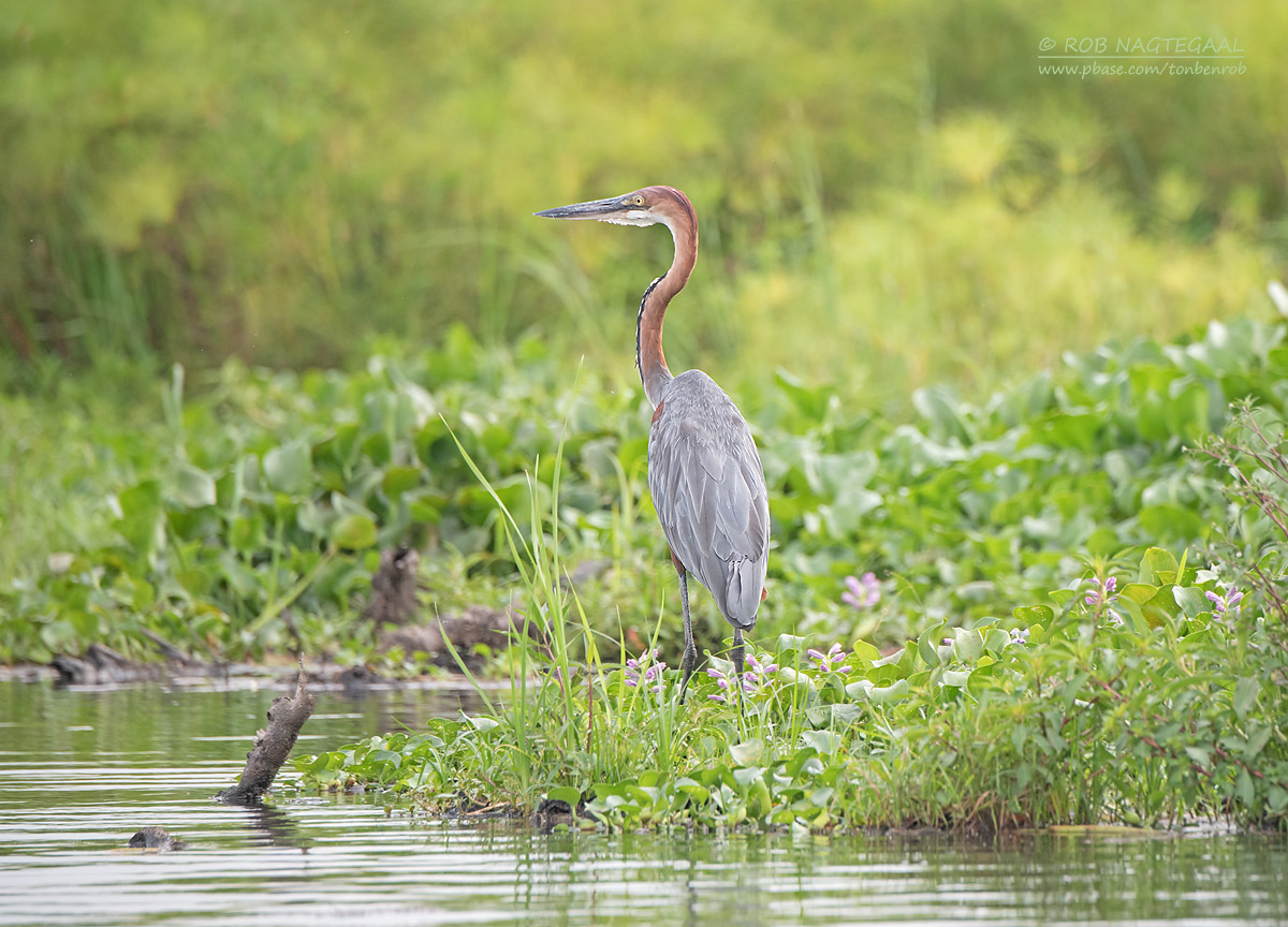 14-Day Uganda Birding Safari