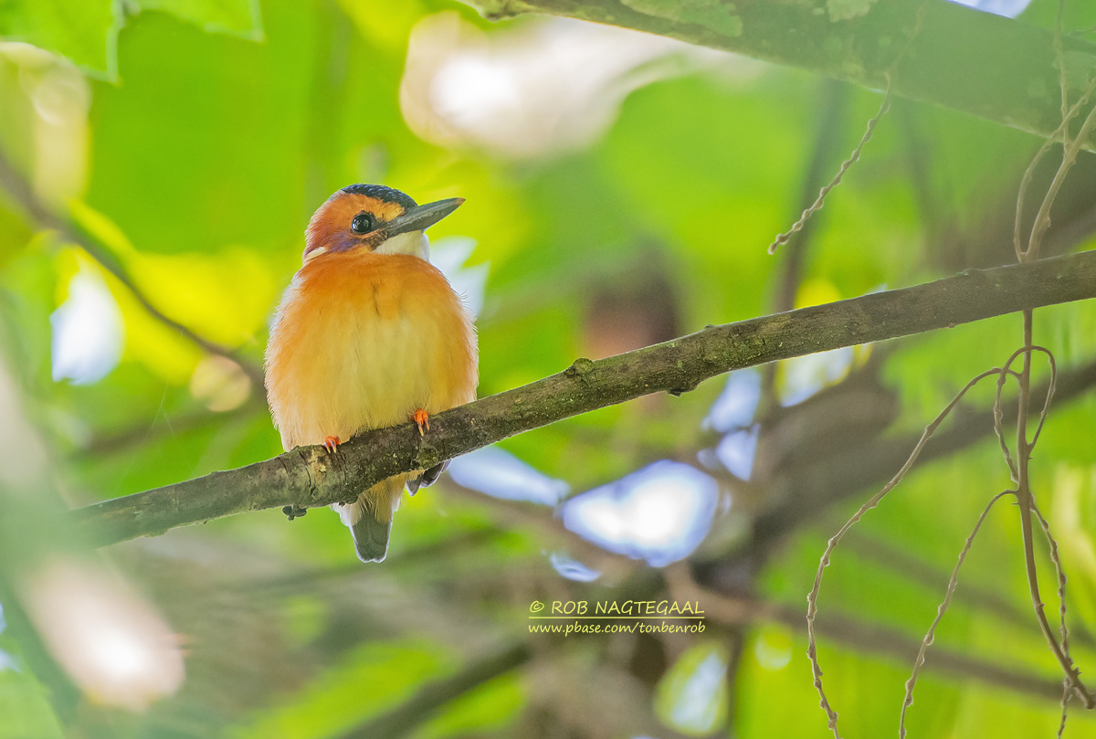 Uganda Birding