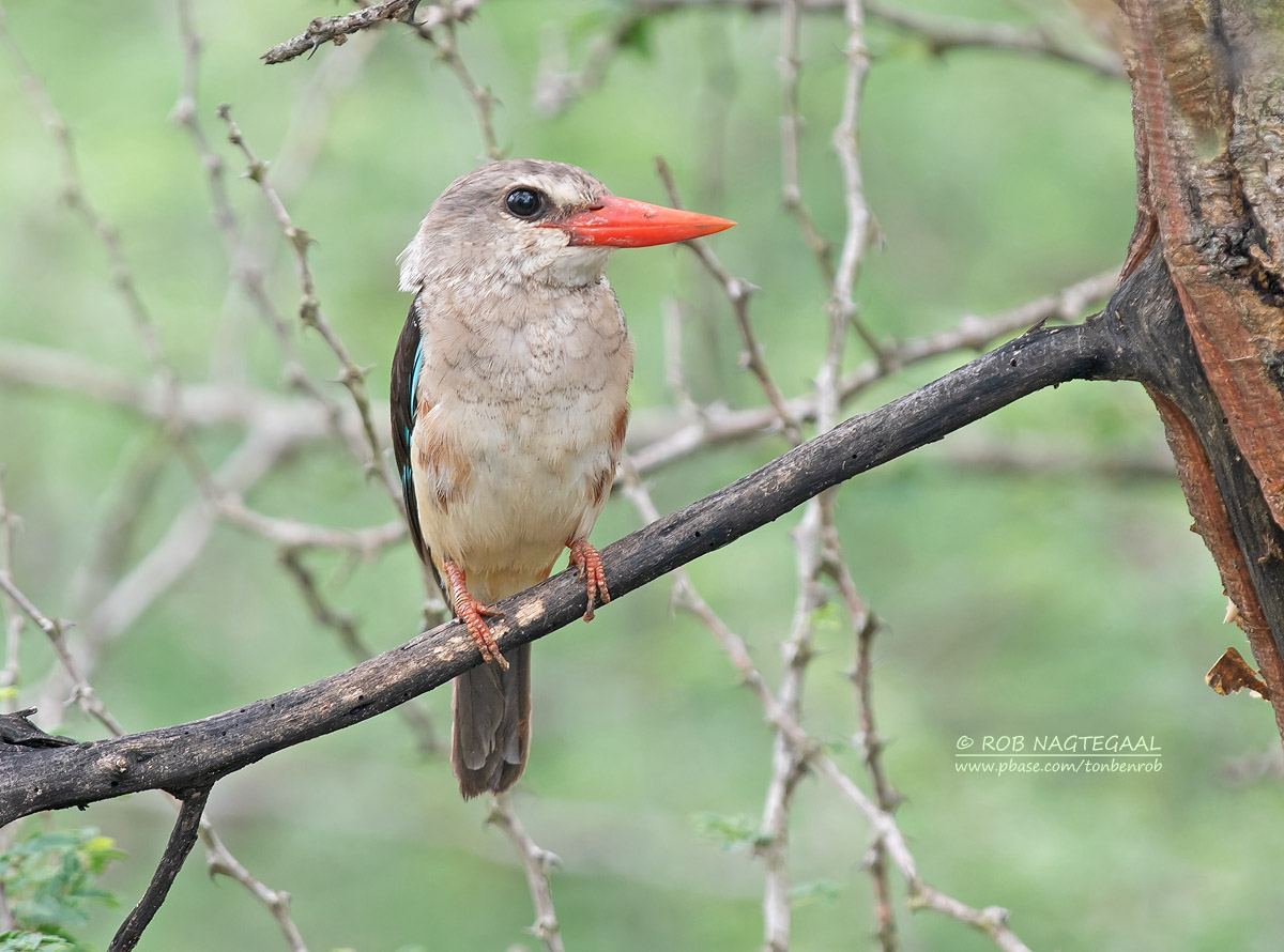 Queen Elizabeth National Park