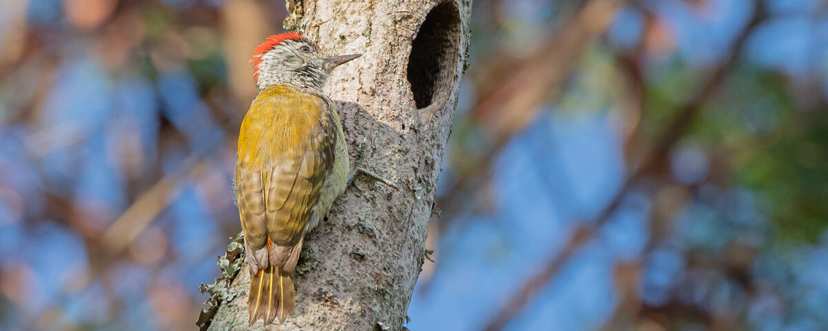 What Rare Bird Species Can I Find in Uganda?