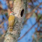 What Rare Bird Species Can I Find in Uganda?