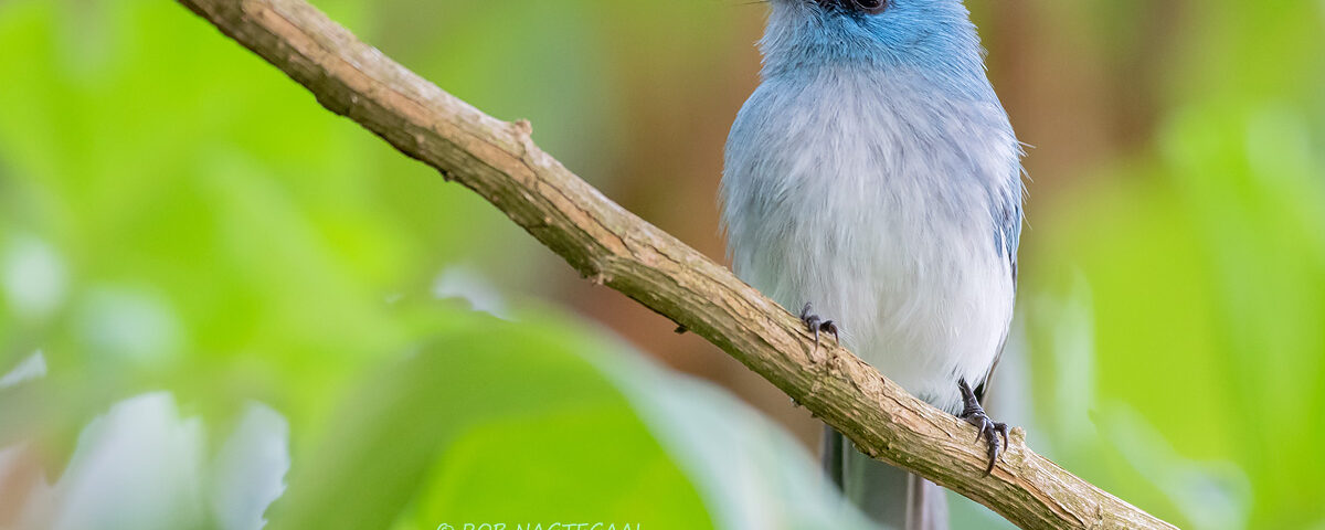 Birding Game Drive in Queen Elizabeth National Park