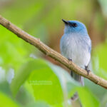 Birding Game Drive in Queen Elizabeth National Park