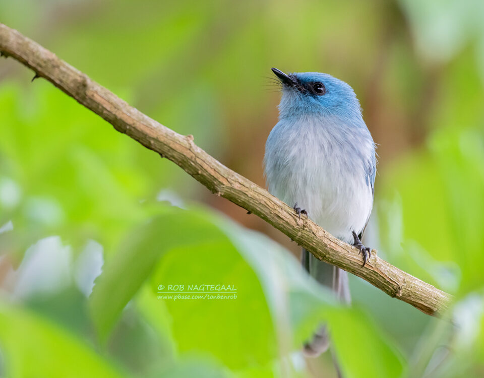 Birding Game Drive in Queen Elizabeth National Park