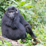 4-Day Rwanda Gorilla Trekking Safaris