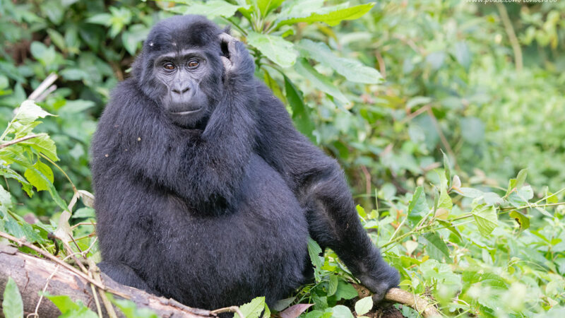 4-Day Rwanda Gorilla Trekking Safaris