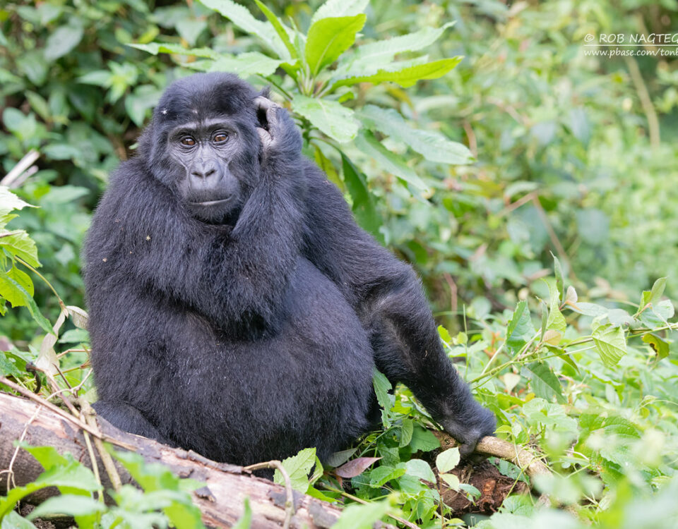 4-Day Rwanda Gorilla Trekking Safaris
