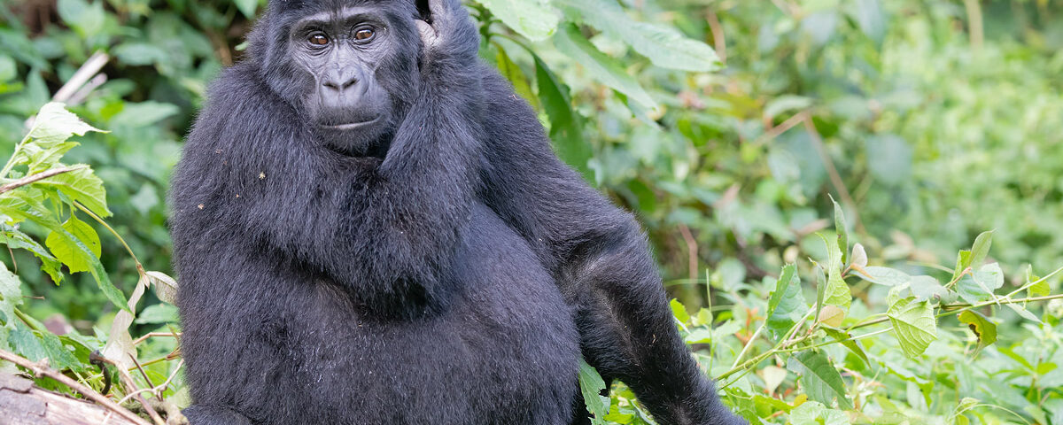 3-Day Bwindi Gorilla Trekking