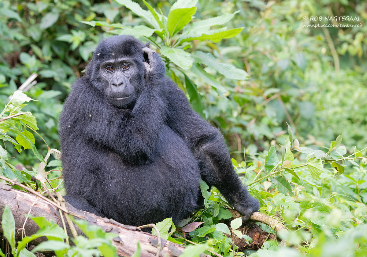 3-Day Bwindi Gorilla Trekking