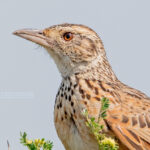 Contact EcoQuest Safaris