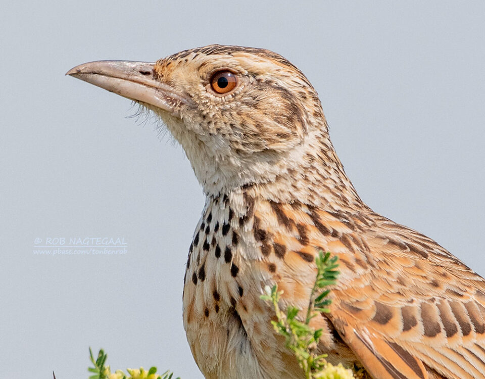 Contact EcoQuest Safaris