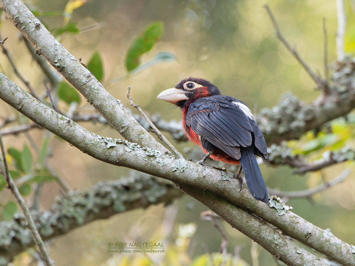 Bird Watching Safaris