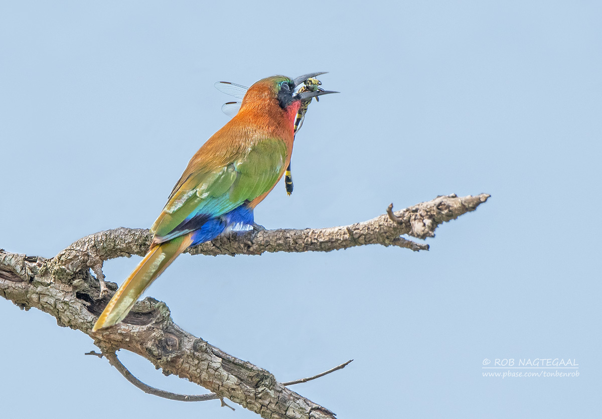 Rwanda Birding Safaris