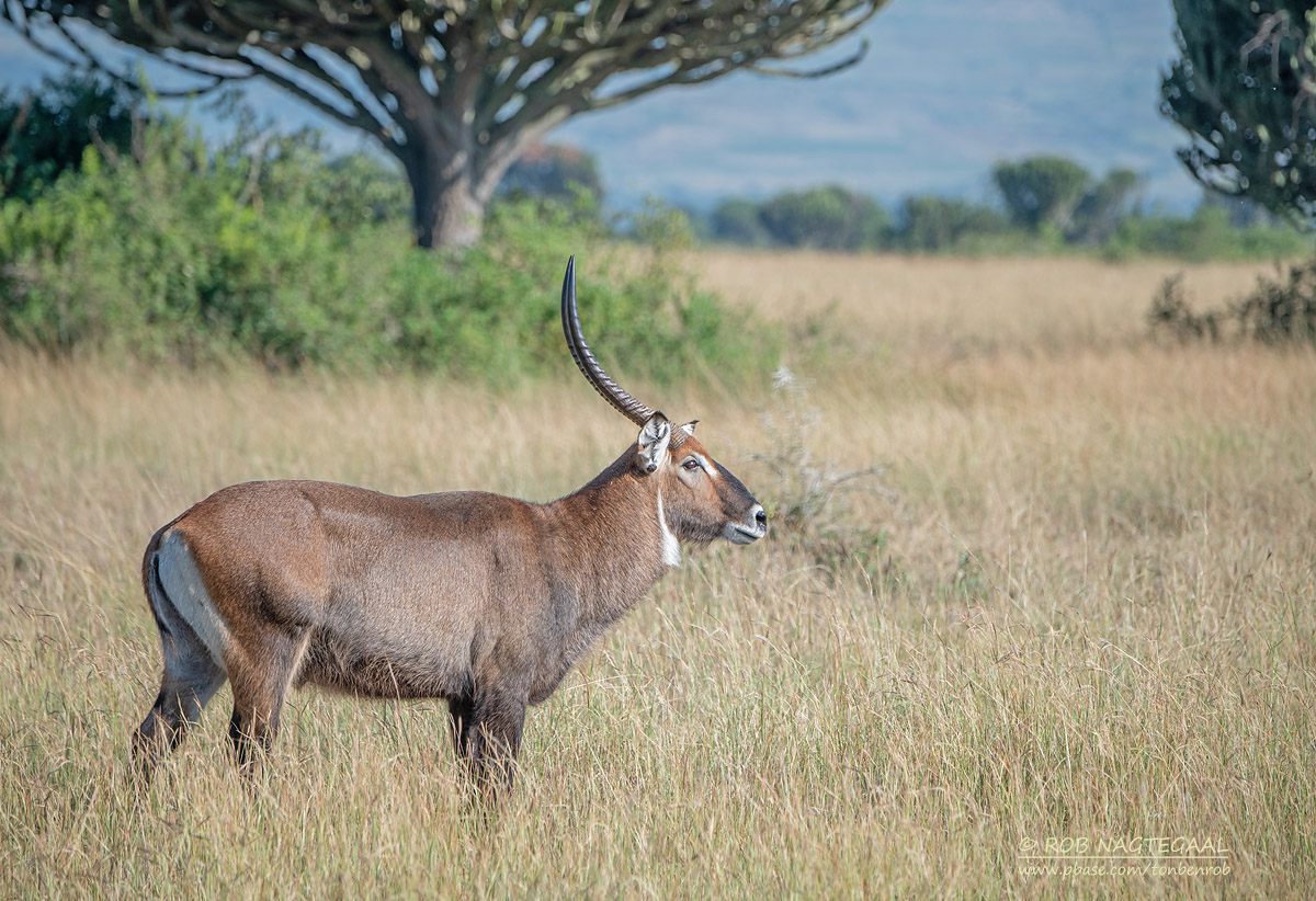 Lake Mburo National Park