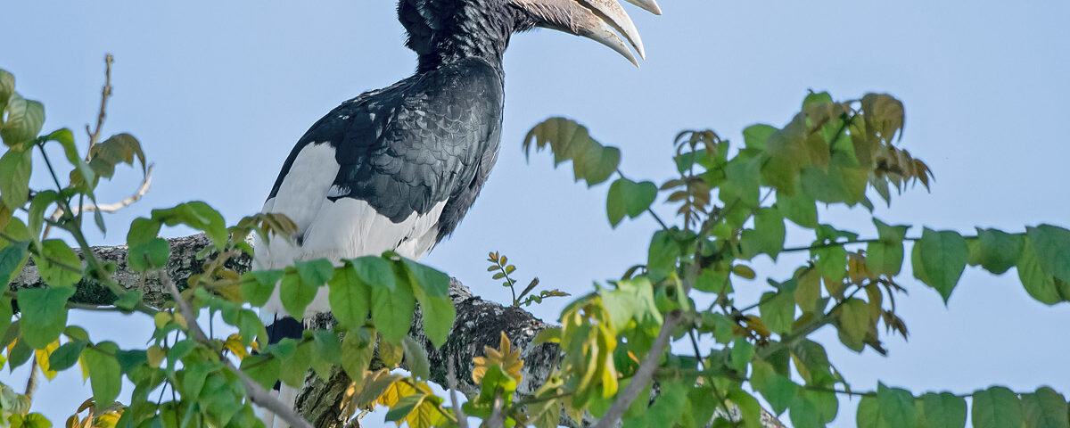 Uganda Birding Safari