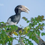 Uganda Birding Safari
