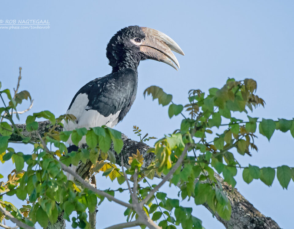 Uganda Birding Safari