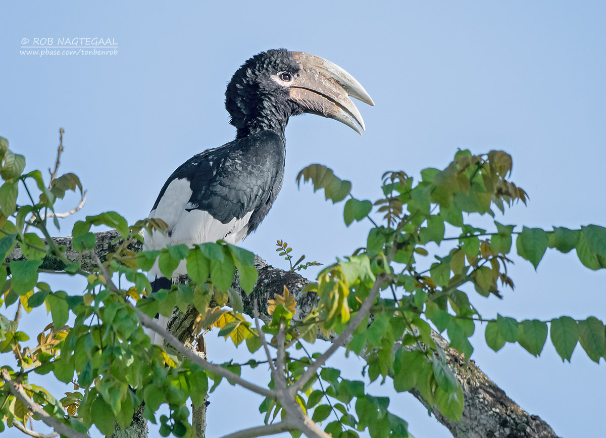 14-Day Uganda Birding Safari 