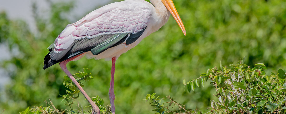 14-Day Uganda Birding Safari