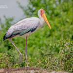 14-Day Uganda Birding Safari