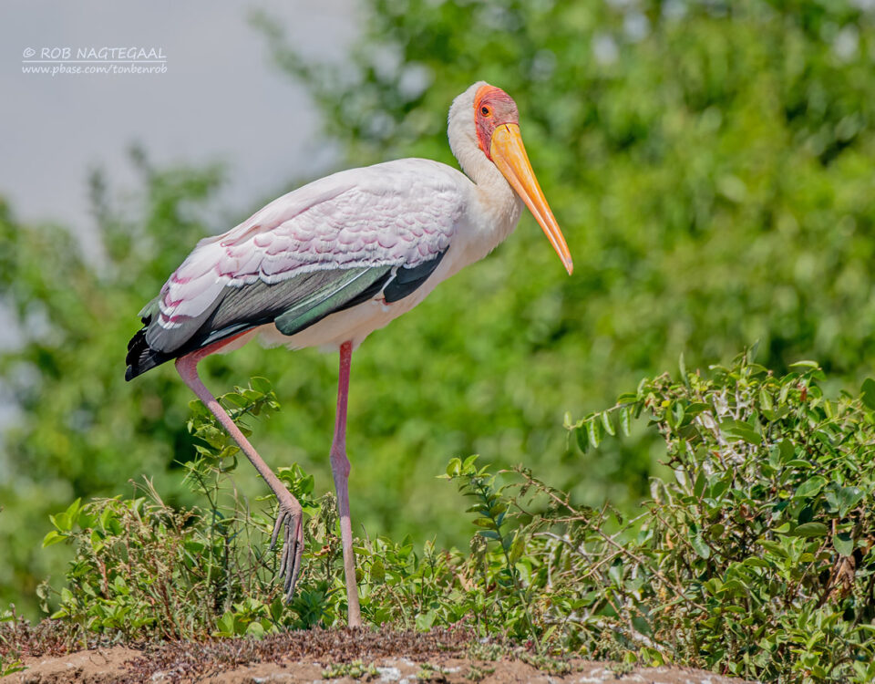 14-Day Uganda Birding Safari