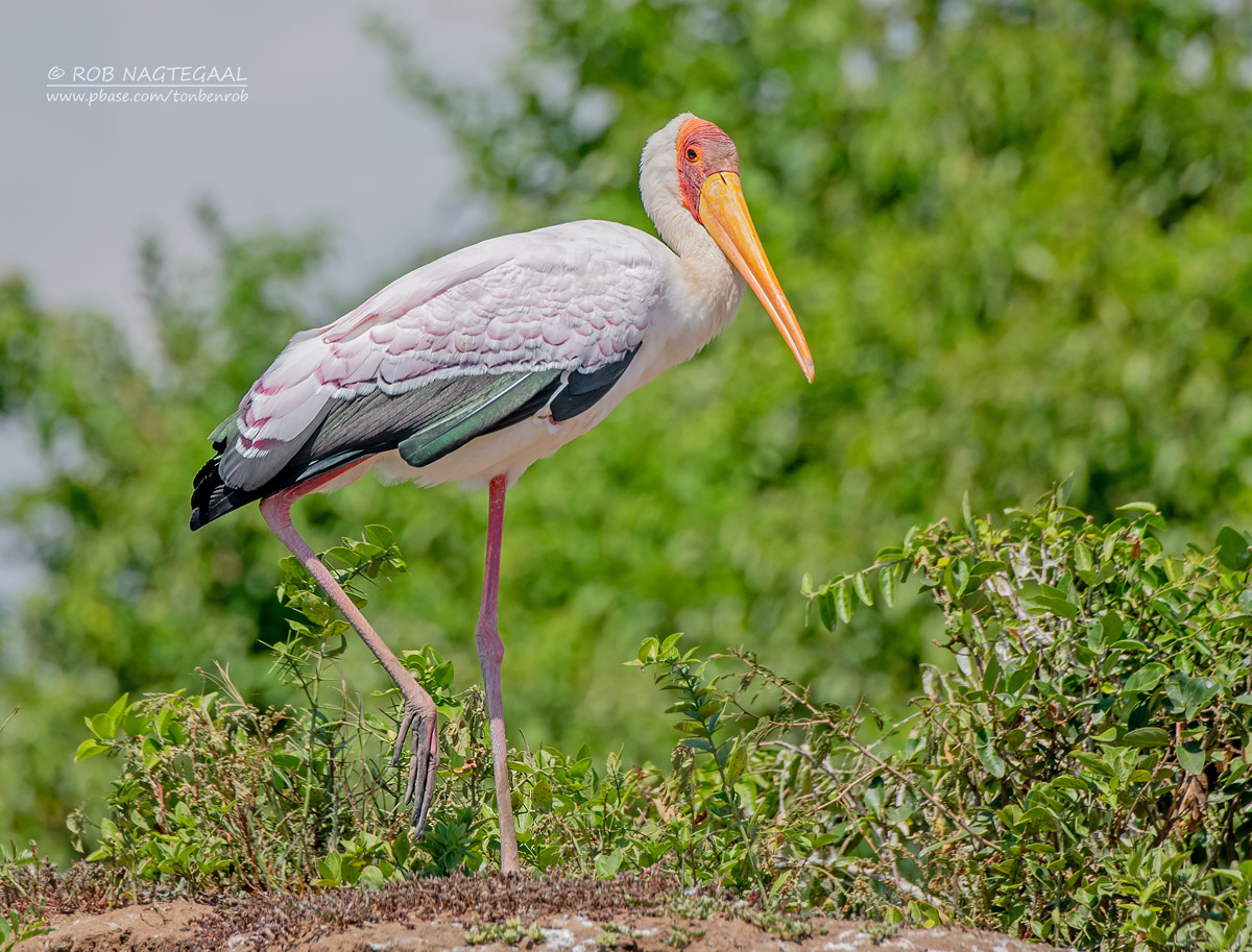 14-Day Uganda Birding Safari 