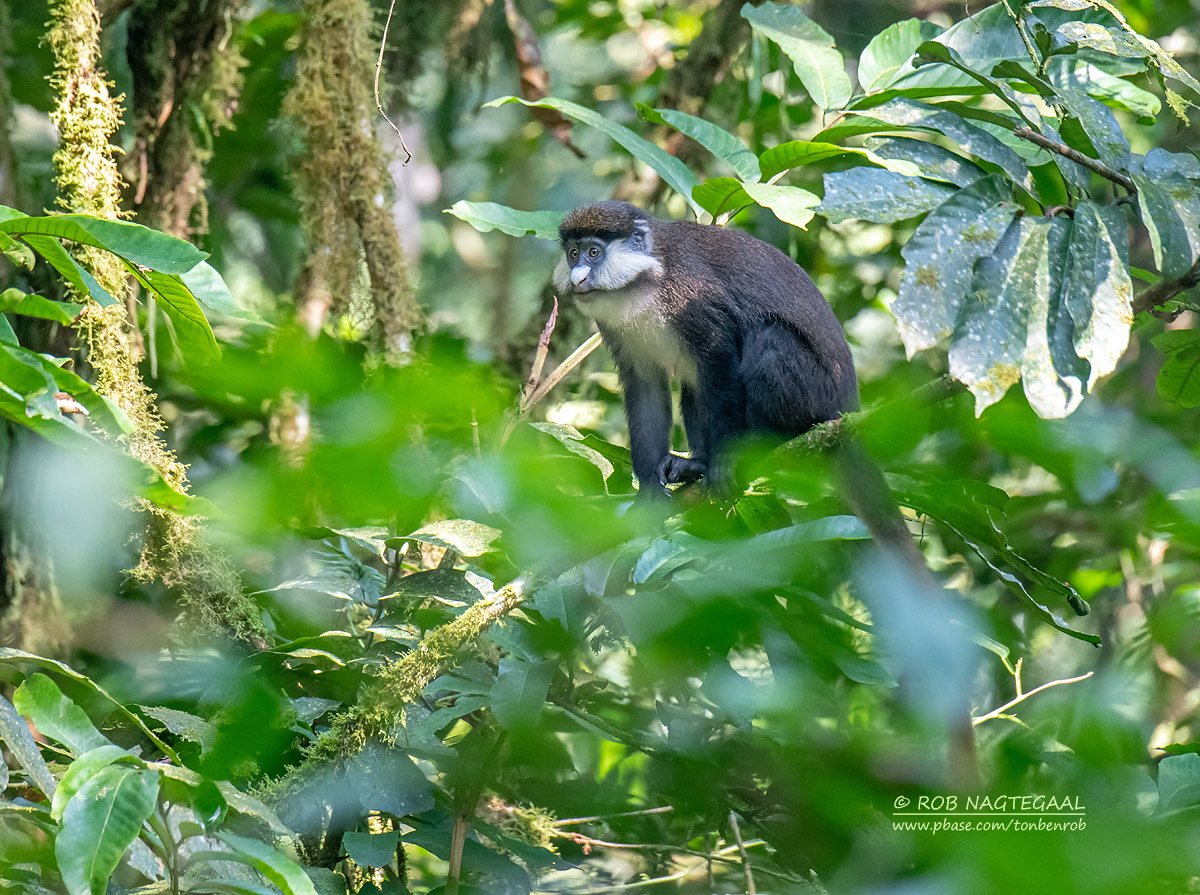 DR. Congo Safaris