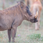 Are There Other Wildlife Species to See at Ziwa Rhino Sanctuary Besides Rhinos?