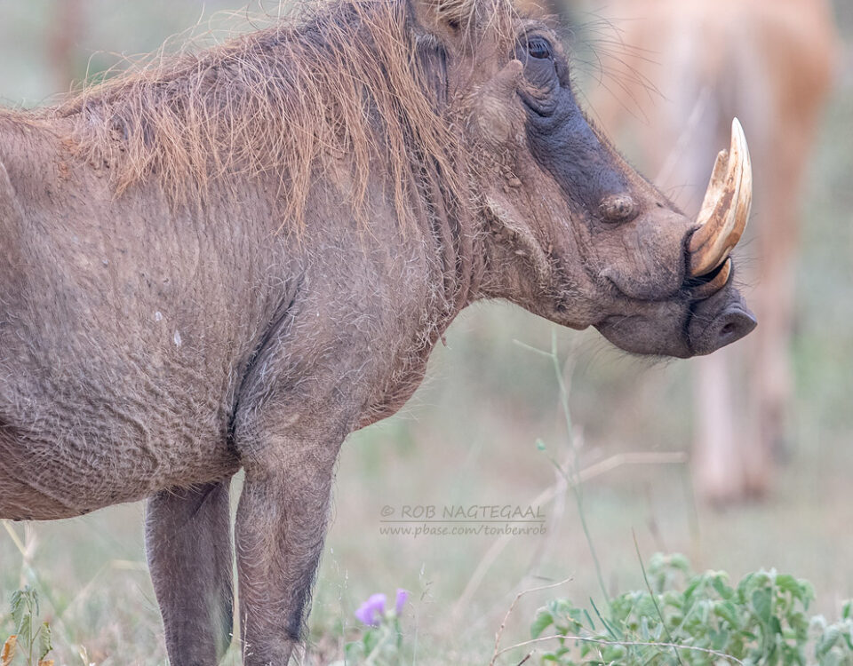 Are There Other Wildlife Species to See at Ziwa Rhino Sanctuary Besides Rhinos?