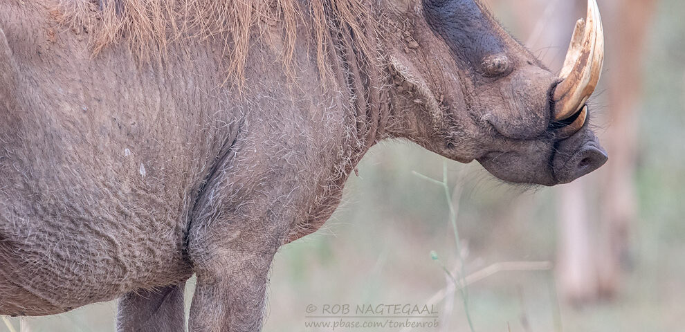 Are There Other Wildlife Species to See at Ziwa Rhino Sanctuary Besides Rhinos?
