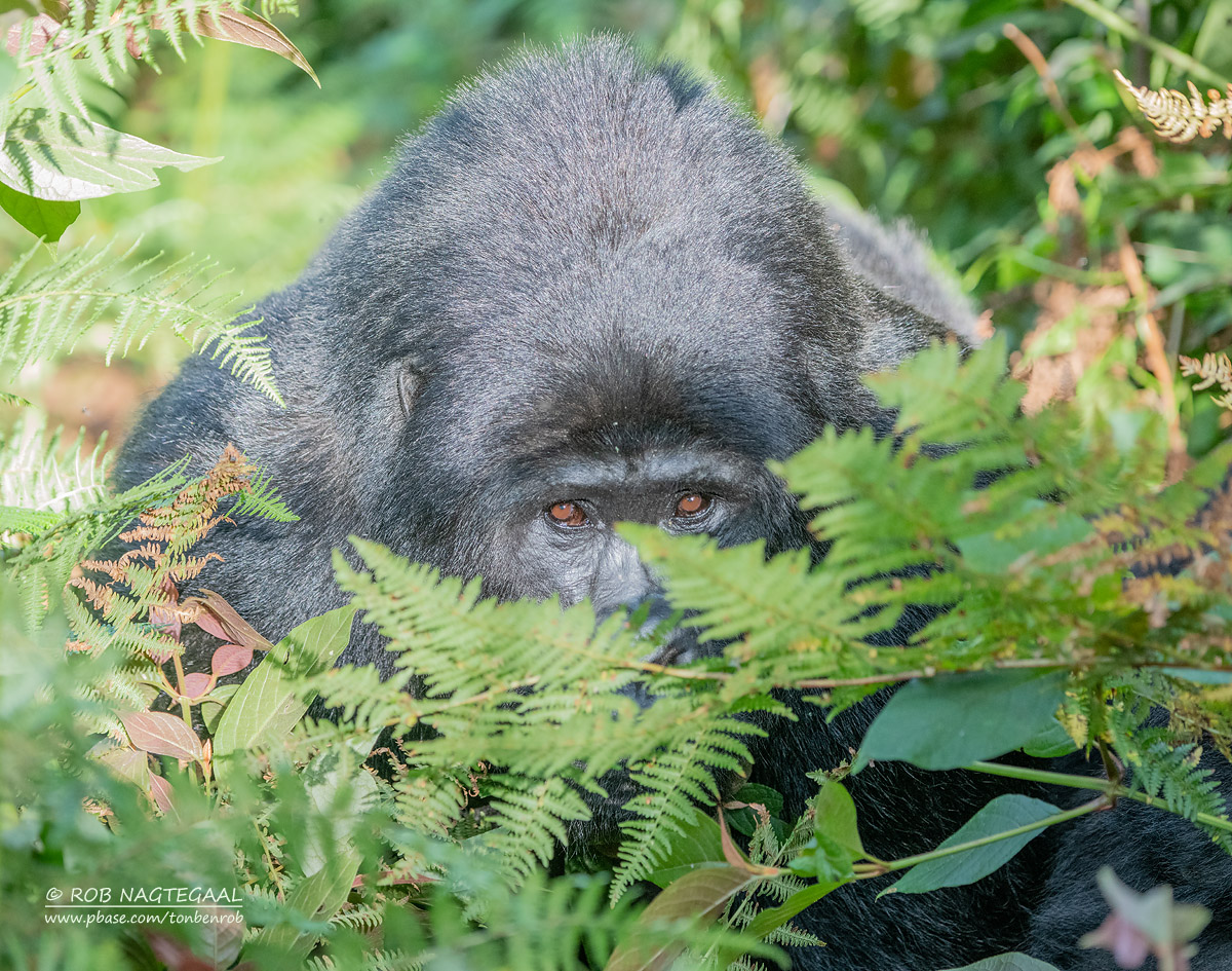 2-Day Bwindi Gorilla Trekking