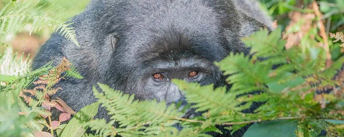 1 Day Rwanda Gorilla Trekking