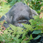 1 Day Rwanda Gorilla Trekking