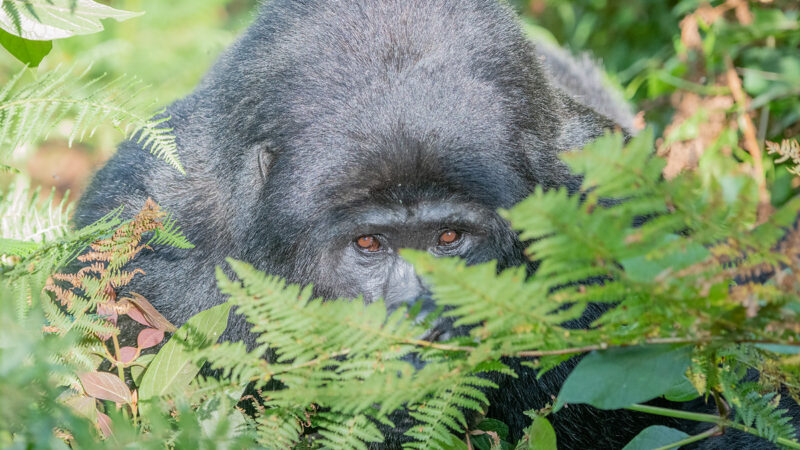 1 Day Rwanda Gorilla Trekking