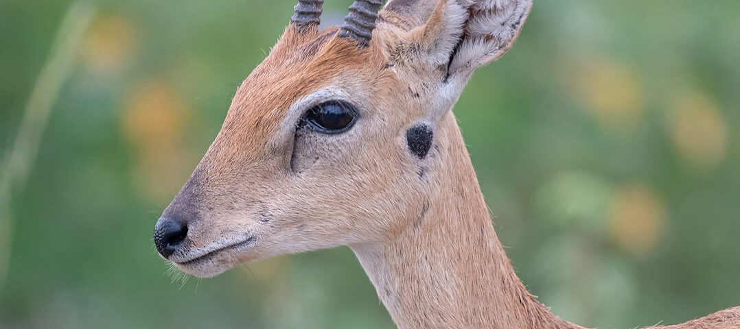 What Types of Safaris Are Offered at Murchison Falls