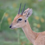 What Types of Safaris Are Offered at Murchison Falls