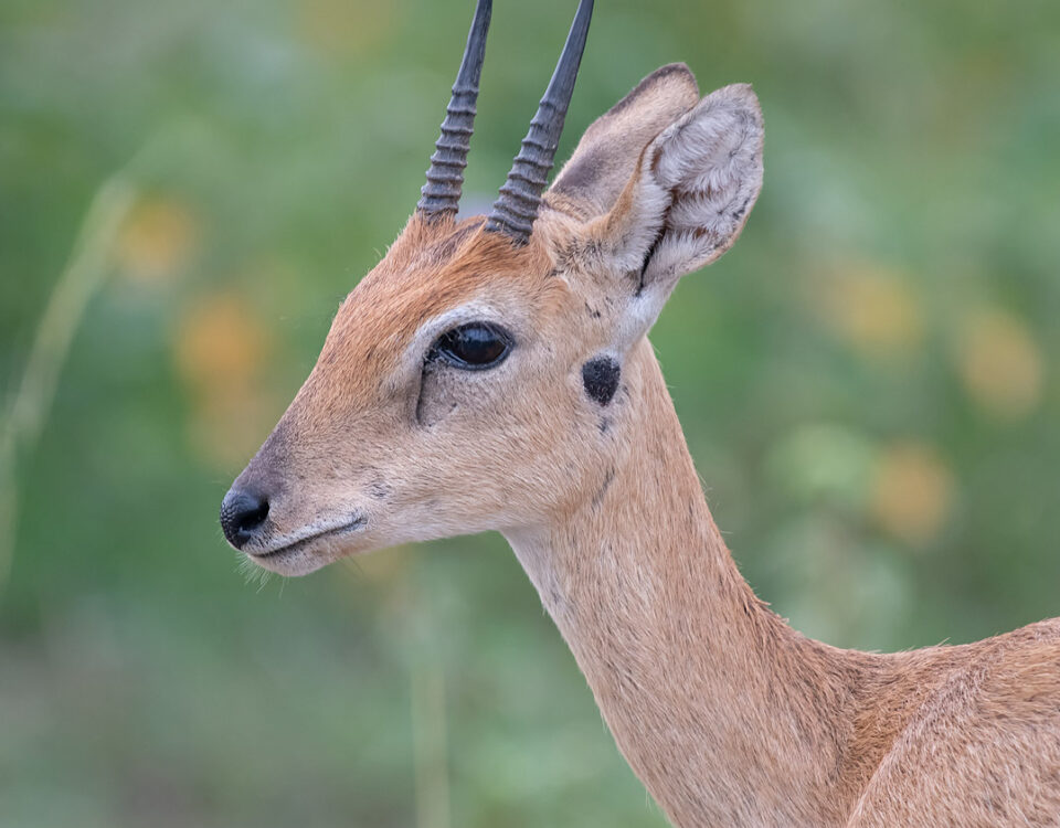 What Types of Safaris Are Offered at Murchison Falls