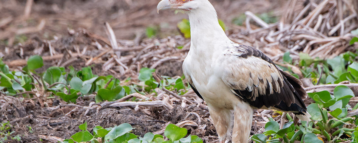 When is Birding Season at Murchison Falls?