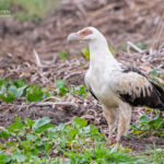 When is Birding Season at Murchison Falls?