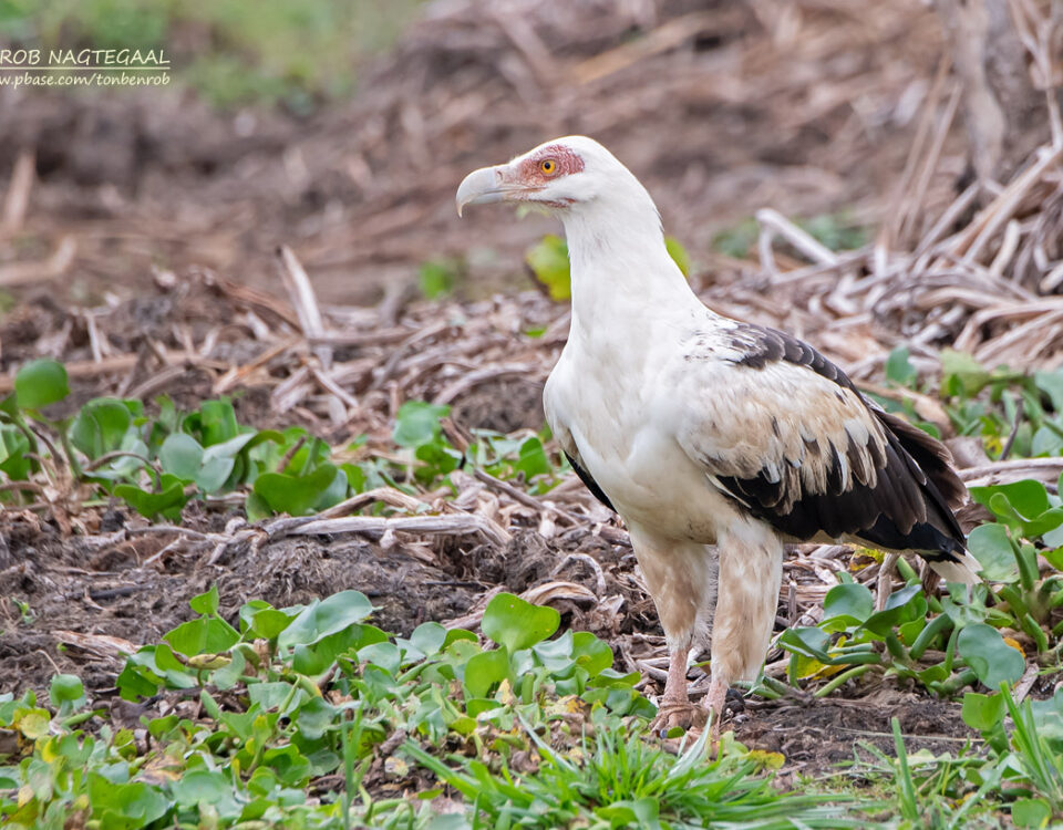 When is Birding Season at Murchison Falls?