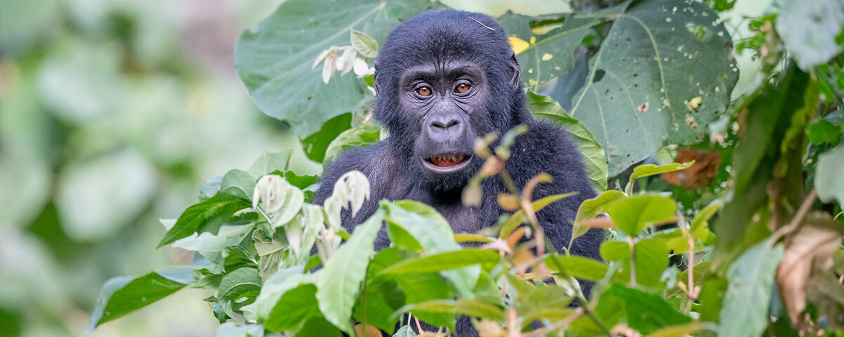 1 Day Uganda Gorilla Trek