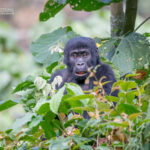 1 Day Uganda Gorilla Trek