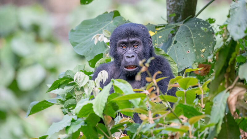 1 Day Uganda Gorilla Trek