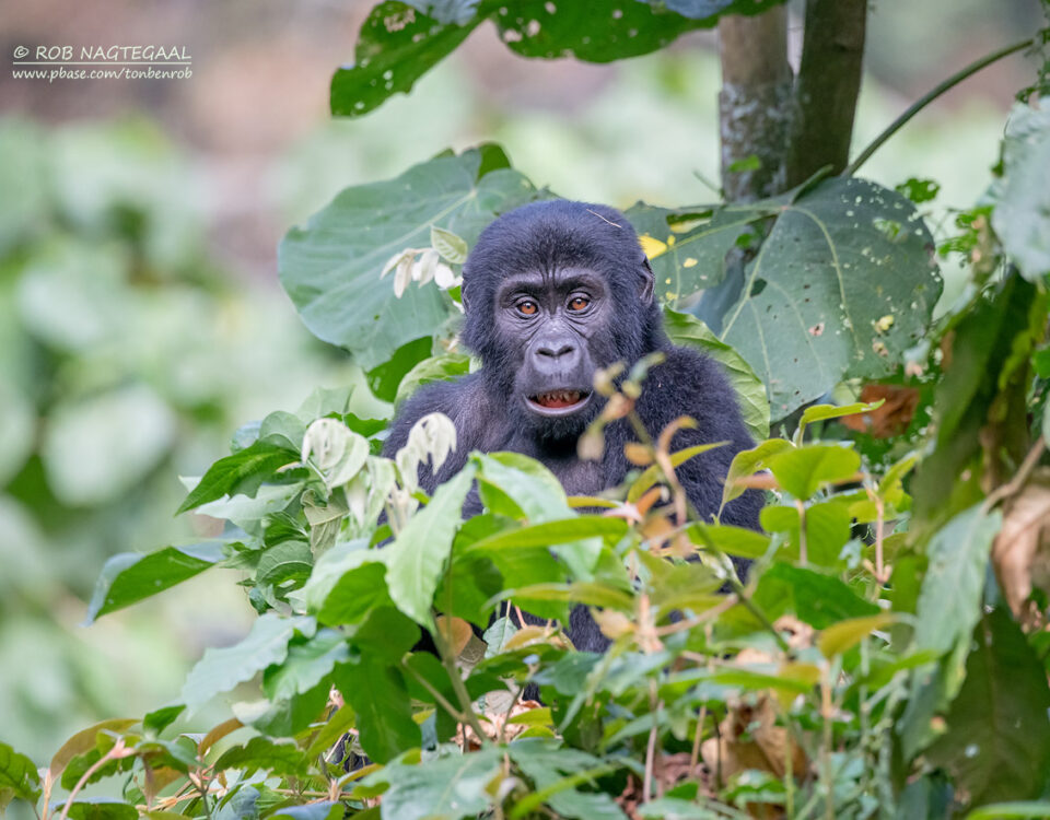 1 Day Uganda Gorilla Trek