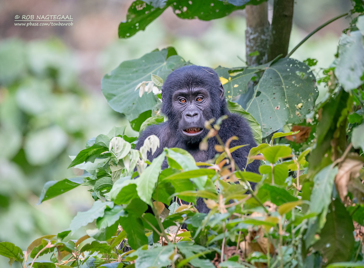 DR. Congo Safaris