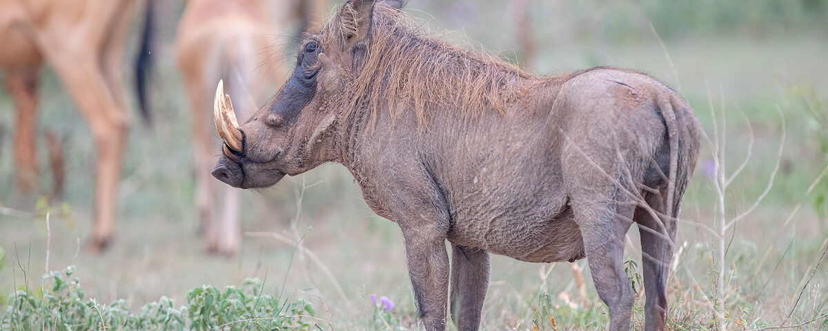 2-Day Rwanda Wildlife Safari
